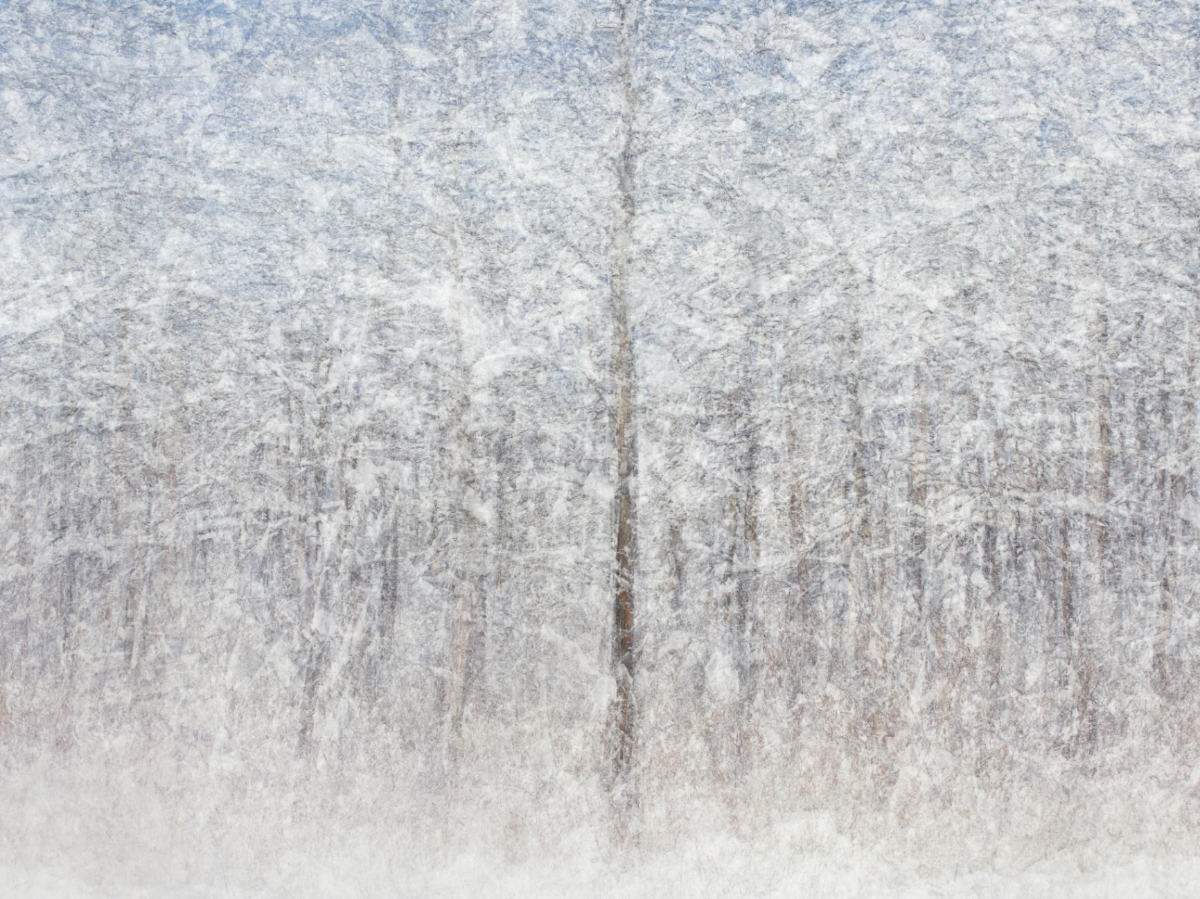 Jangseongcheon-gil pine tree winter