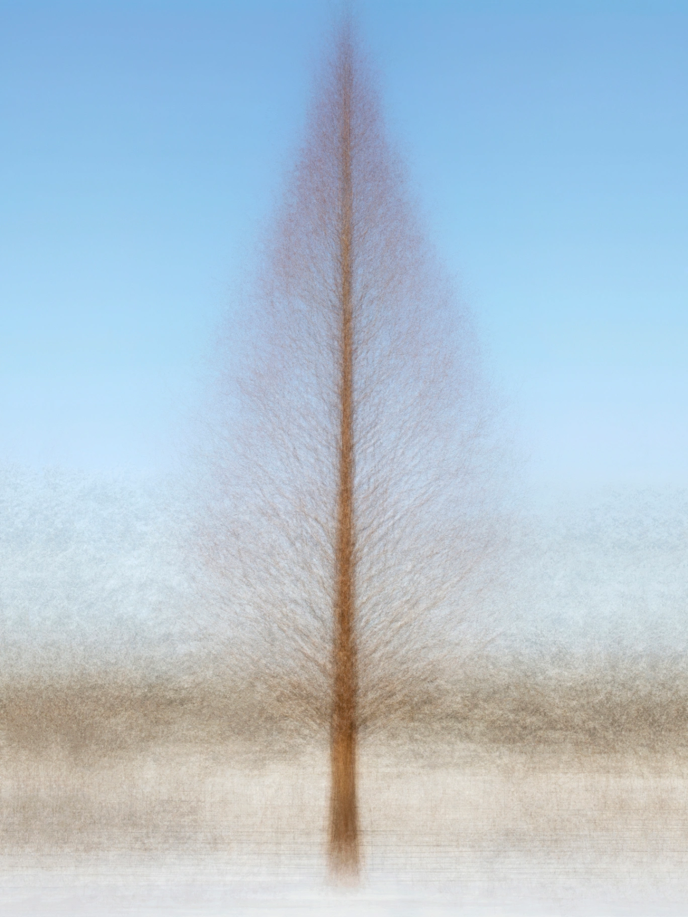 hyuyangji-ro metasequoia winter
