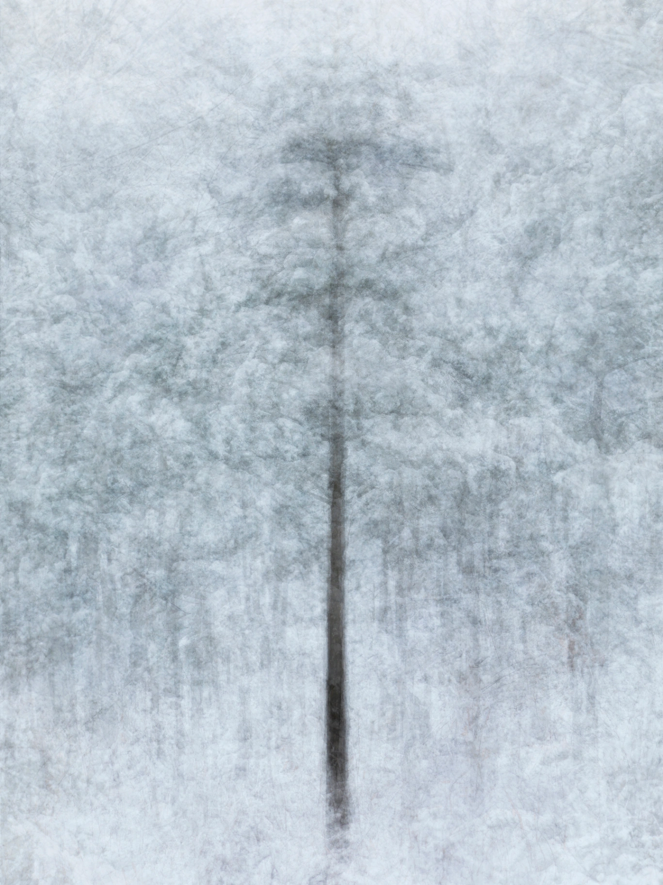 wonmisan norway spruce winter